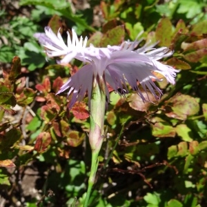 Photographie n°313850 du taxon Dianthus hyssopifolius L.