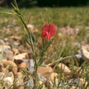 Photographie n°313929 du taxon Lathyrus cicera L. [1753]