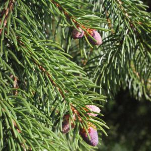 Photographie n°313995 du taxon Picea abies (L.) H.Karst. [1881]