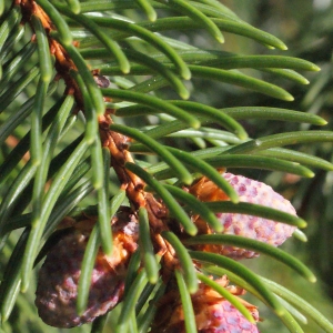 Photographie n°313997 du taxon Picea abies (L.) H.Karst. [1881]