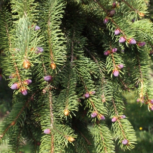 Photographie n°313999 du taxon Picea abies (L.) H.Karst. [1881]