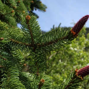 Photographie n°314002 du taxon Picea abies (L.) H.Karst. [1881]