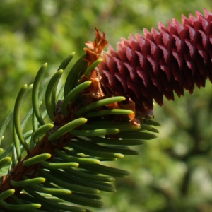 Photographie n°314003 du taxon Picea abies (L.) H.Karst. [1881]