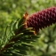  Liliane Roubaudi - Picea abies (L.) H.Karst. [1881]