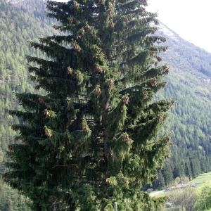 Photographie n°314006 du taxon Picea abies (L.) H.Karst. [1881]