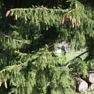 Photographie n°314008 du taxon Picea abies (L.) H.Karst. [1881]