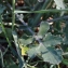  Liliane Roubaudi - Brassica fruticulosa Cirillo [1792]