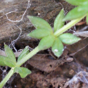 Galium minutulum Jord. (Gaillet minuscule)