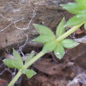 Photographie n°314033 du taxon Galium minutulum Jord. [1846]