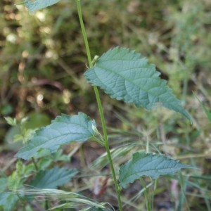 Photographie n°314040 du taxon Celtis australis L. [1753]