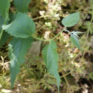 Photographie n°314041 du taxon Celtis australis L. [1753]