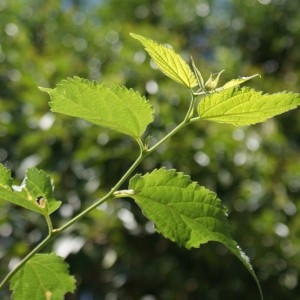 Photographie n°314042 du taxon Celtis australis L. [1753]