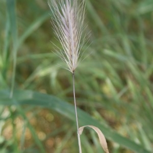 Photographie n°314048 du taxon Hordeum murinum L. [1753]