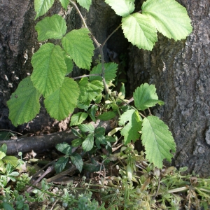 Photographie n°314066 du taxon Rubus L. [1753]