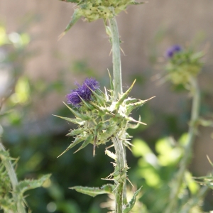 Photographie n°314067 du taxon Silybum marianum (L.) Gaertn. [1791]