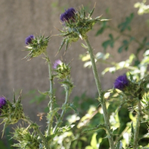 Photographie n°314069 du taxon Silybum marianum (L.) Gaertn. [1791]