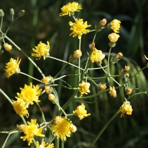 Photographie n°314070 du taxon Crepis foetida subsp. rhoeadifolia (M.Bieb.) Celak. [1871]