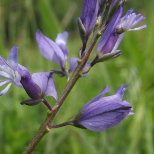 Photographie n°314090 du taxon Polygala vulgaris L. [1753]