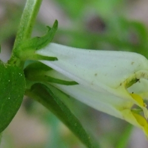 Photographie n°314118 du taxon Melampyrum sylvaticum sensu L. [1754]