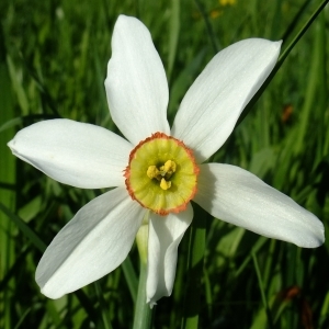Photographie n°314129 du taxon Narcissus poeticus sensu L. [1754]