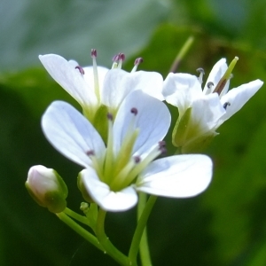 Photographie n°314139 du taxon Cardamine amara L. [1753]