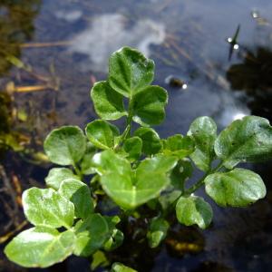 Photographie n°314144 du taxon Cardamine amara L. [1753]