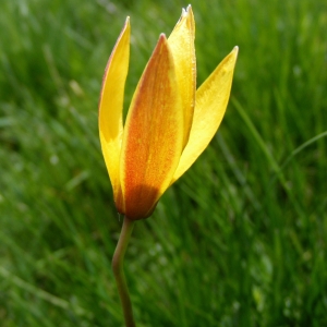 Photographie n°314154 du taxon Tulipa sylvestris subsp. australis (Link) Pamp.