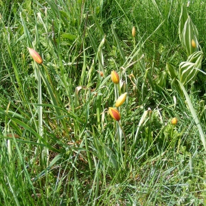 Photographie n°314155 du taxon Tulipa sylvestris subsp. australis (Link) Pamp.