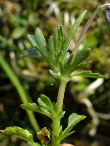 Yoan Martin, le 10 mai 2015 (Bussang (Drumont))
