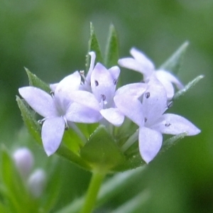 Photographie n°314226 du taxon Sherardia arvensis L. [1753]