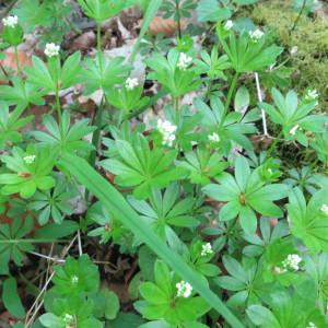 Photographie n°314237 du taxon Galium odoratum (L.) Scop. [1771]