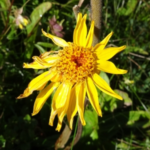 Alain Bigou, le  4 septembre 2014 (Mandailles-Saint-Julien (Puy Mary))