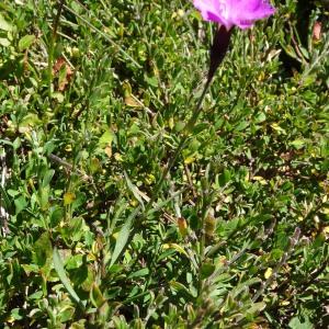 Photographie n°314314 du taxon Dianthus gratianopolitanus Vill. [1789]