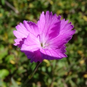 Photographie n°314315 du taxon Dianthus gratianopolitanus Vill. [1789]