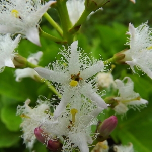 Photographie n°314321 du taxon Menyanthes trifoliata L. [1753]