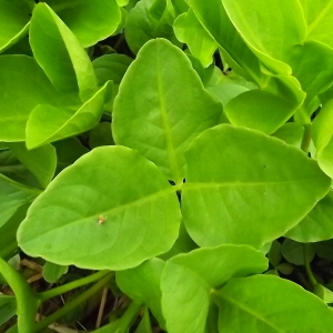 Photographie n°314327 du taxon Menyanthes trifoliata L. [1753]