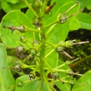 Photographie n°314328 du taxon Menyanthes trifoliata L. [1753]