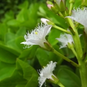 Photographie n°314335 du taxon Menyanthes trifoliata L. [1753]