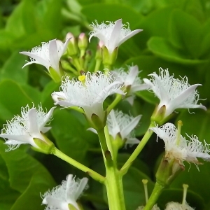 Photographie n°314336 du taxon Menyanthes trifoliata L. [1753]