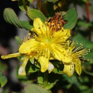 Photographie n°314384 du taxon Hypericum maculatum subsp. maculatum