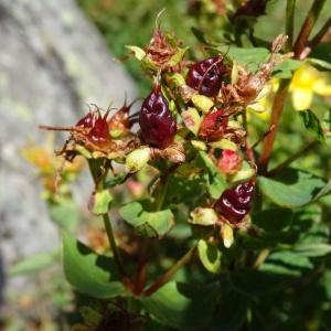 Photographie n°314392 du taxon Hypericum maculatum subsp. maculatum