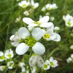 Cochlearia anglica L. (Cochléaire d'Angleterre)