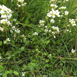 Photographie n°314403 du taxon Cochlearia anglica L. [1759]