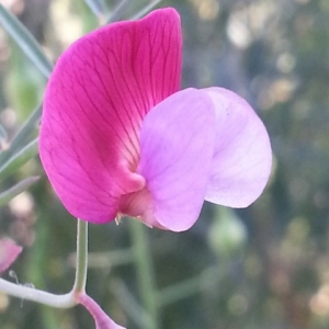 Lathyrus sp.