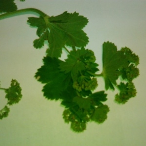 Photographie n°314538 du taxon Alchemilla L. [1753]