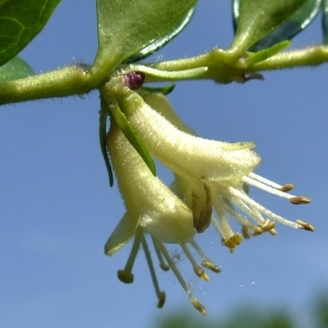 Photographie n°314844 du taxon Lonicera pileata Oliv. [1887]