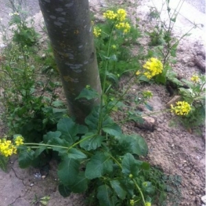 Photographie n°314864 du taxon Brassica napus L. [1753]