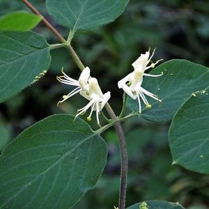 Photographie n°314889 du taxon Lonicera xylosteum L. [1753]