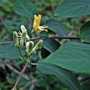 Photographie n°314890 du taxon Lonicera xylosteum L. [1753]