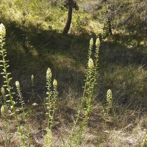 Photographie n°314899 du taxon Reseda lutea L. [1753]